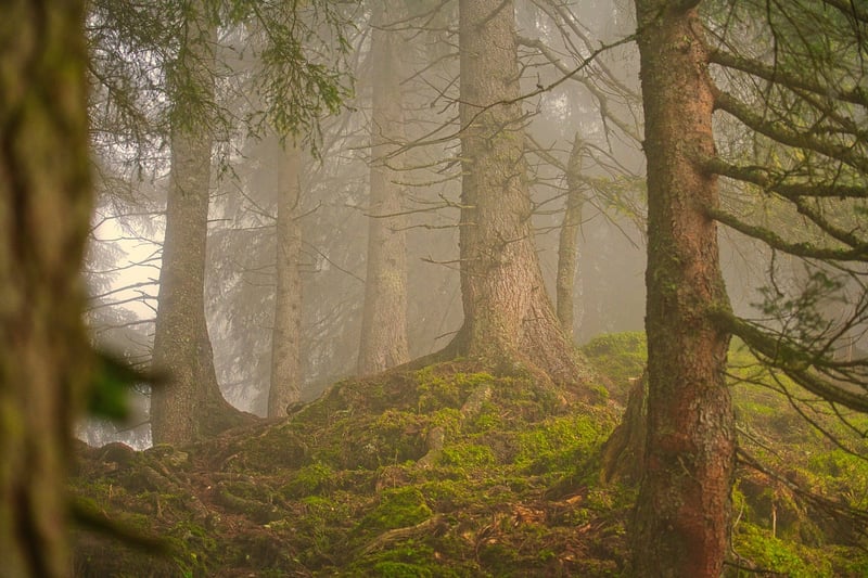 Misty Forest